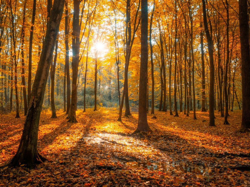 escursioni foliage marche umbria appennino con castage e vin brule